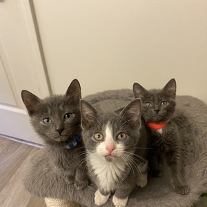 Fundraising Page: Kelcie Zegalia